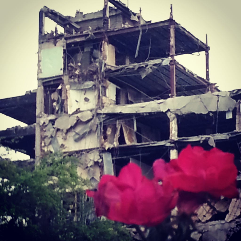 Photo of roses in foreground at demolition of 3400 Montrose, 2014